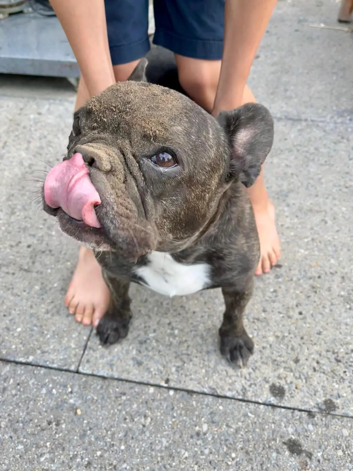 bodhi